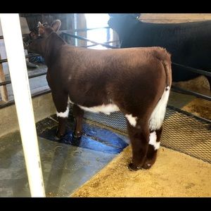 Meet your Posher, Conner